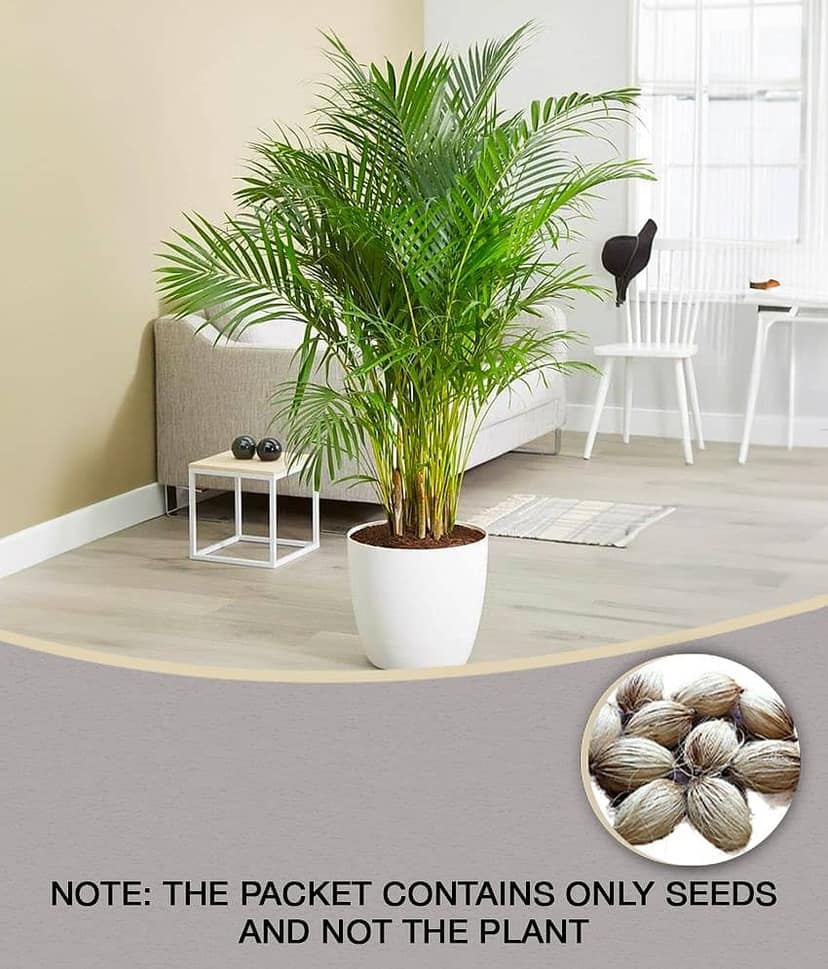 homeagro - Areca palm Plant ( 5 Seeds )