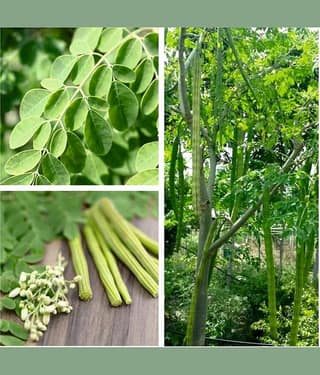 Hybrid Moringa (Drumstick) Vegetable ( 30 Seeds )