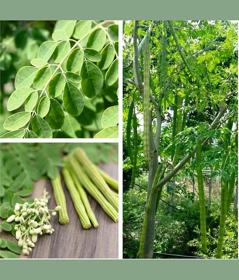 Hybrid Moringa (Drumstick) Vegetable ( 30 Seeds ) view 2