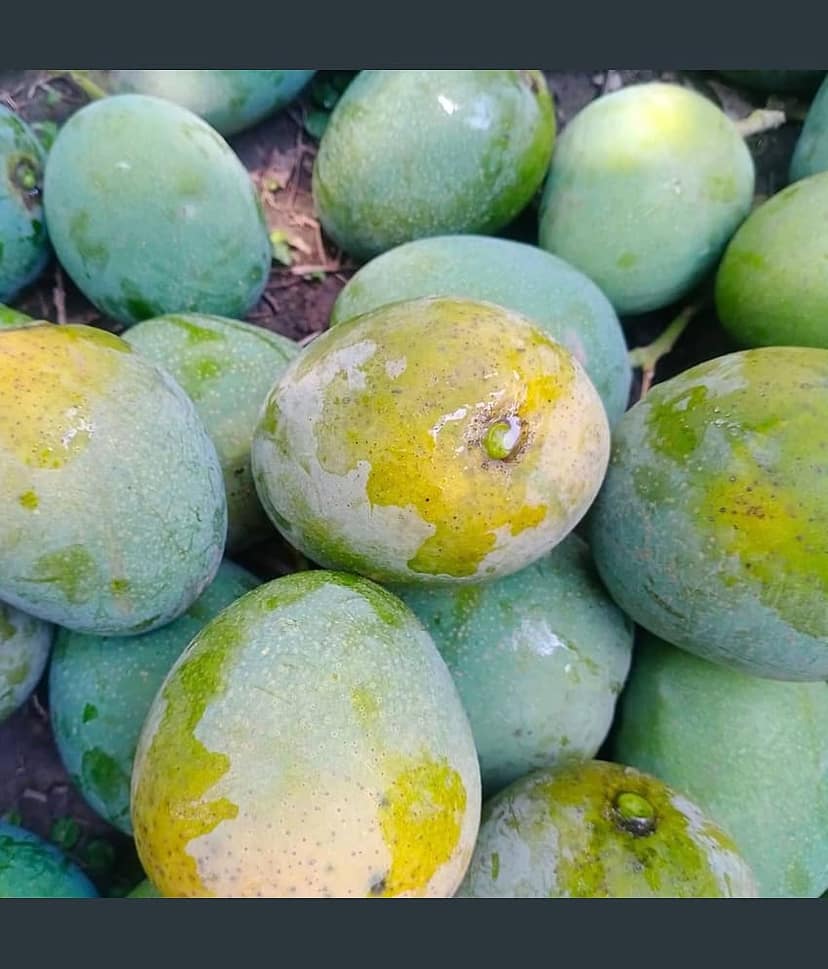 Cloud Farm Outdoor Mango Fruit Plant Pack of 1 view 2