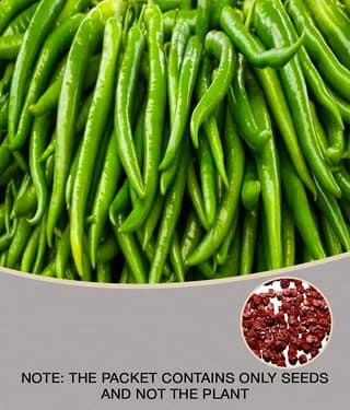 homeagro - Guava Fruit ( 50 Seeds )