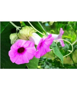 SHOP 360 GARDEN Rare Argyreia Speciosa, Vridhadaru, Vidhara, Vruddhadaru, Woolly Morning Glory, Elephant Creeper Ayurvedic Herbal Plant Seeds For Growing - Pack of 20 Seeds