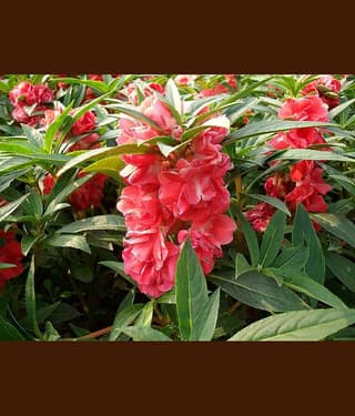 homeagro - Balsam Mixed Flower ( 20 Seeds )