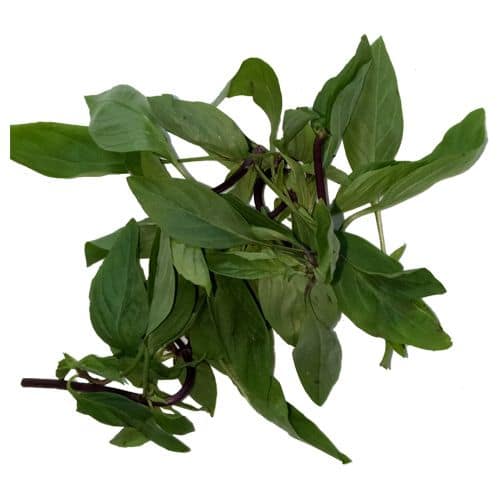 Trikaya Thai Sweet Basil Leaves 1 Pack