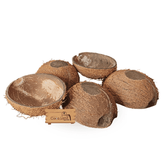 Coco Land Coconut Shell Natural Oval Pot (LARGE SIZE Pack of 30) 250 ml Decorative Pots/Showpieces/Candle Making Bowl /Handicraft/Agro Craft