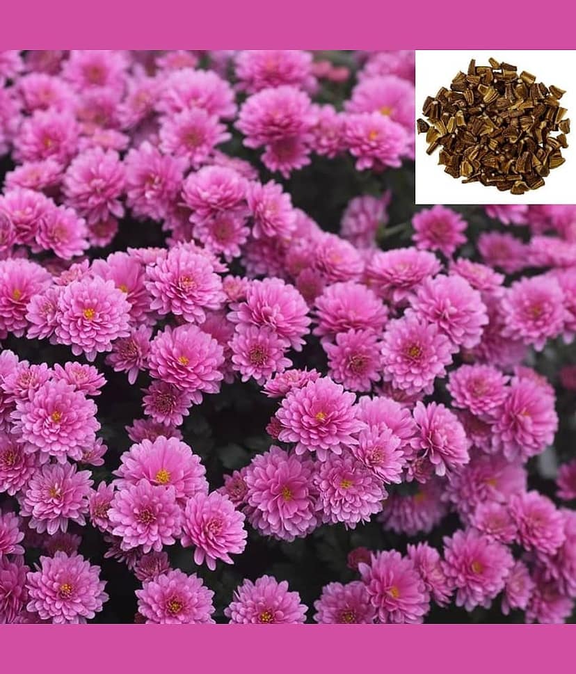 homeagro - Indian Chrysanthemum Mixed Flower ( 50
