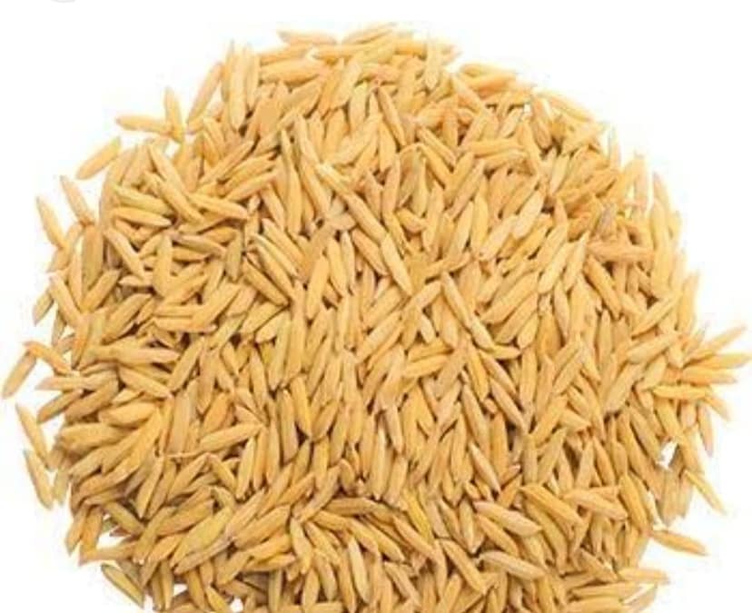 PADDY view 3