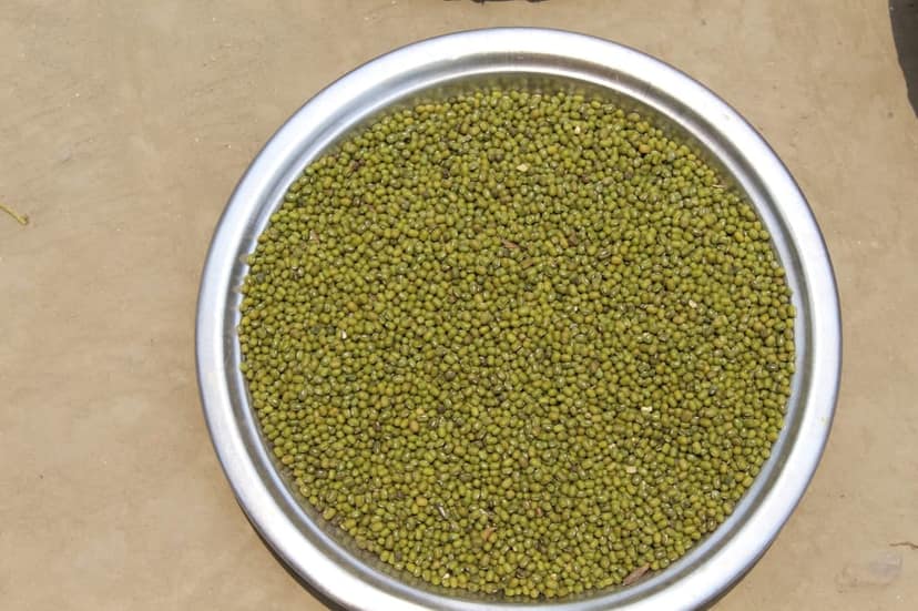 GREEN GRAM (MOONG) view 3