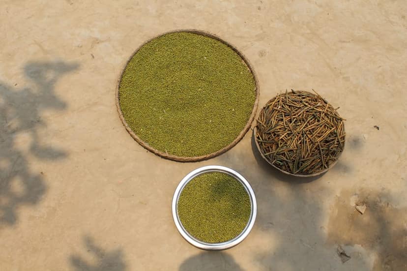 GREEN GRAM (MOONG) view 4