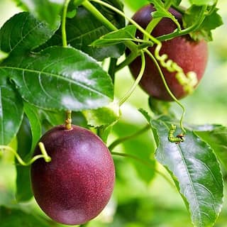 Passion Fruit Plant
