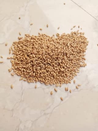 Wheat 1Kg packing