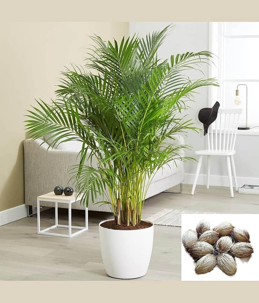 homeagro - Areca Palm Bonsai Fruit Seeds (Pack of 5)