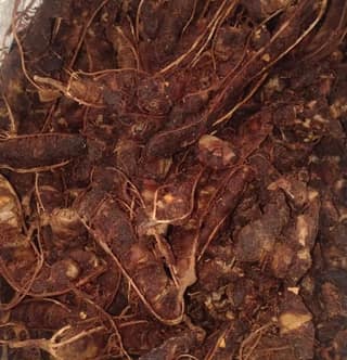 Tamarind