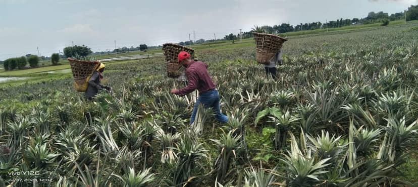 Pineapple 🍍 view 2