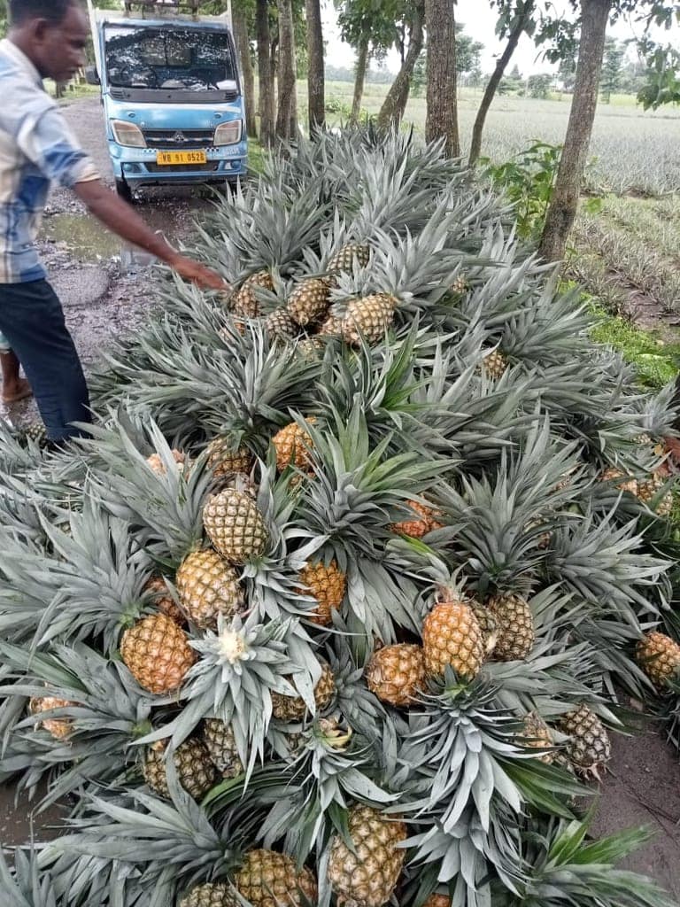 Pineapple 🍍 view 3