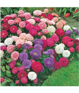 R-DRoz Corn Flowers (Centaurea cyanus) Better Germination Flowers Seeds - Pack of 50 Seeds (100 Grams Growing Soil Free)