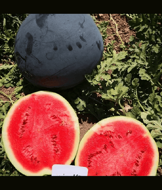 Jignisha Seeds Black Watermelon Fruit ( 10 Seeds )