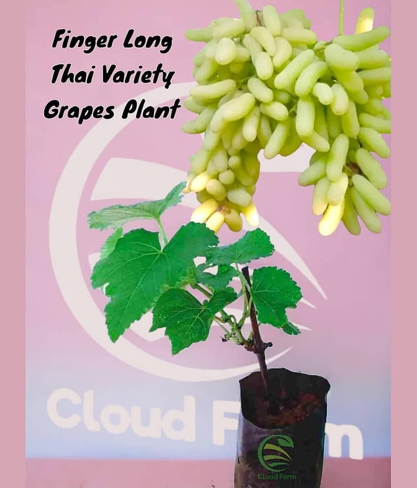 Cloud Farm Outdoor Fruit Plant ( Pack of 1 )