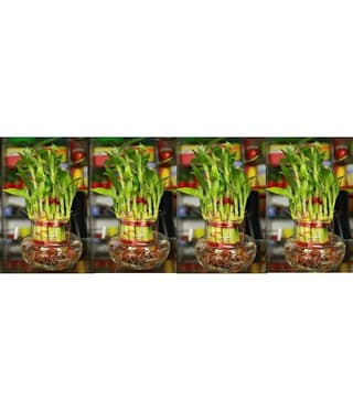 Green plant indoor - Green Wild Artificial Flowers With Pot ( Pack of 4 )
