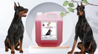 Swacch Shampoo Specially Formulated for Doberman (10 Litre) Jasmine