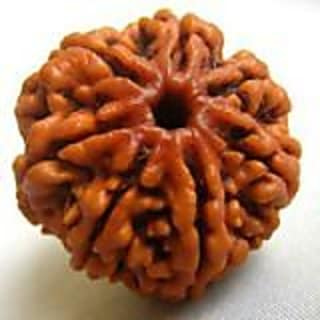 Certified Seven (Saat) Mukhi Nepali Rudraksha FROM KZ.