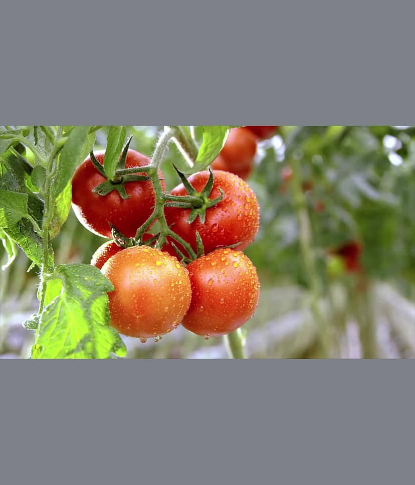 homeagro - Tomato Vegetable ( 100 Seeds )