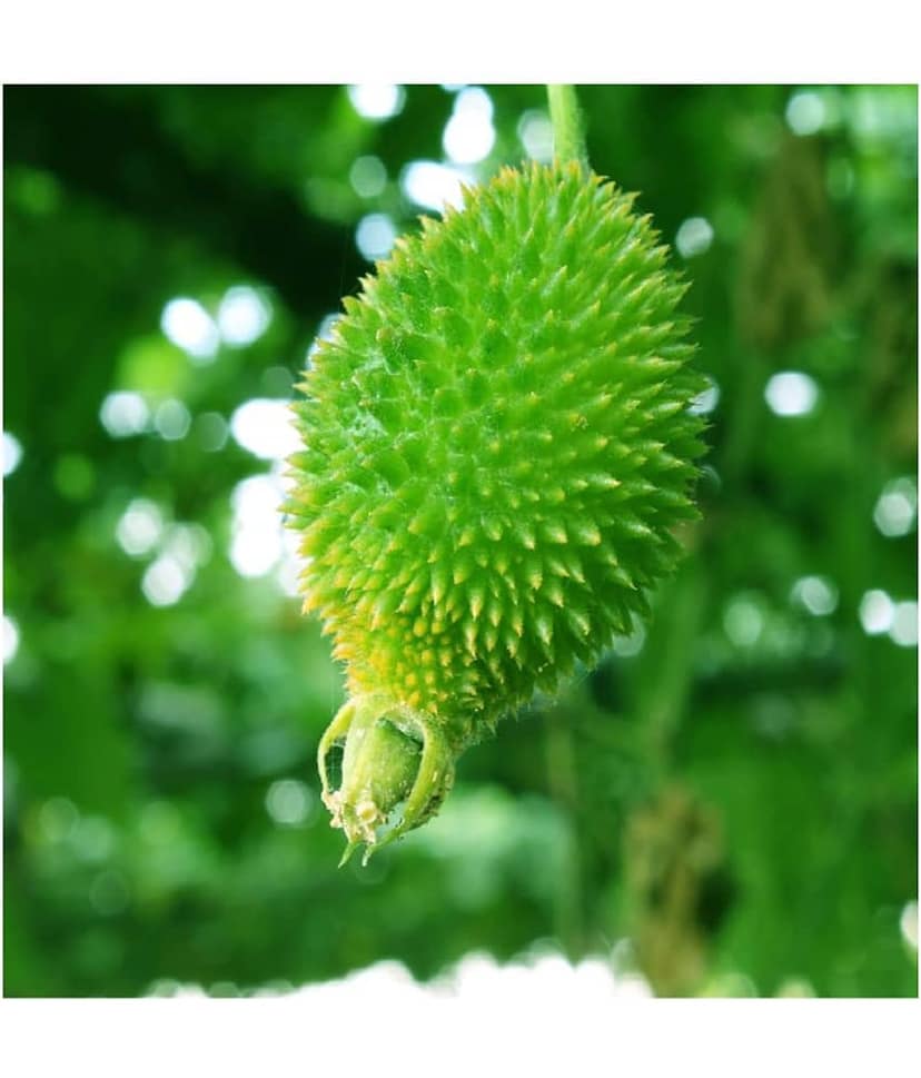 homeagro Kantola Vegetable ( 20 Seeds ) view 2