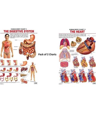 The Digestive System and The Heart Wall Chart - Pack of 2 Charts - Both Side Hard Laminated (Size 48 x 73 cm)