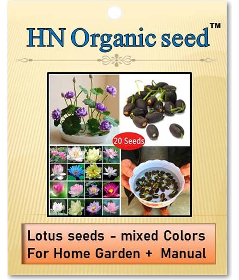 homeagro - Flower Seeds ( Lotus seeds -mixed colours 20 seeds )