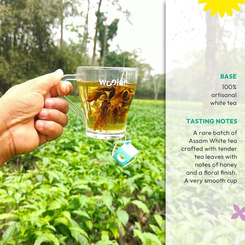 Woolah Rare Assam White Tea, Organic BAGLESS Tea Dip (2 Packs = 30 Dips /60 Cups) 100% PLASTIC FREE, Natural Whole Leaf, High EGCG anti-oxidants, BOOST METABOLISM, Improves SKIN HEALTH & Good for Heart. view 5