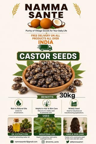 Castor Seeds, Arandi Seeds, Castor Bean Seeds, Ricinus Seeds, Erand Seeds 30kg