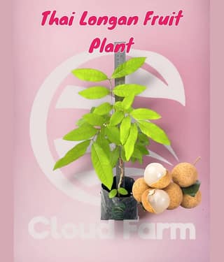 Cloud Farm Outdoor Fruit Plant ( Pack of 1 )