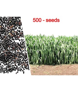 SUPER NAPIER GRASS ( PACK OF 500 SEEDS) WITH MANUAL