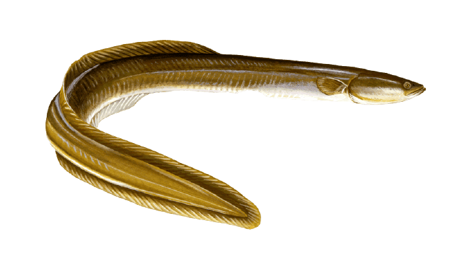 Yellow Vaam / Eel - Steaks 1 Kg