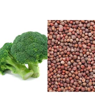 Broccoli f1 hybrid - 30 seeds