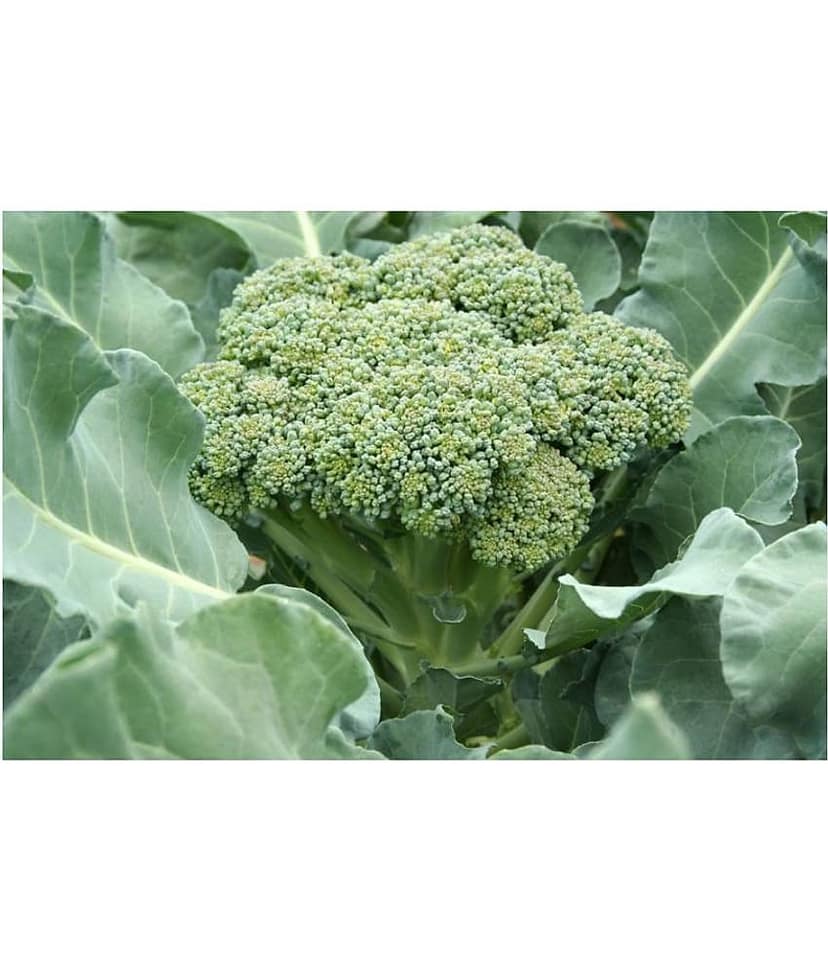 Broccoli f1 hybrid - 30 seeds view 2