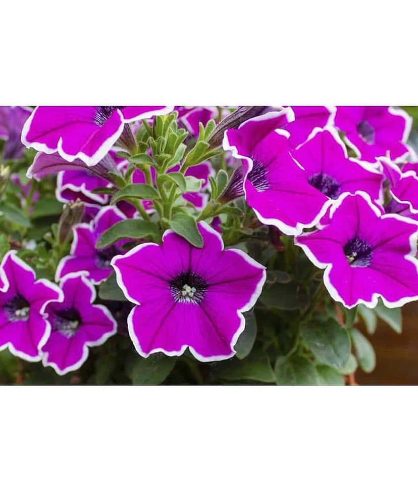 homeagro - Petunia Mixed Flower ( 50 Seeds )