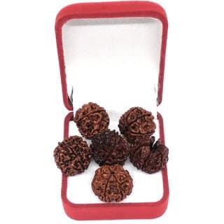 6 Mukhi Rudraksha (6 Mukhi Rudraksha )