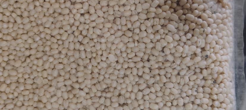 Urad gola