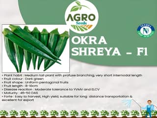 Agro Seeds Ladys Finger (Bhindi) 25 + Seeds Vegetable Seeds for Home Garden, 0rganic & Hybrid, Perfect for Home Gardening, Planting For Pots and Patio