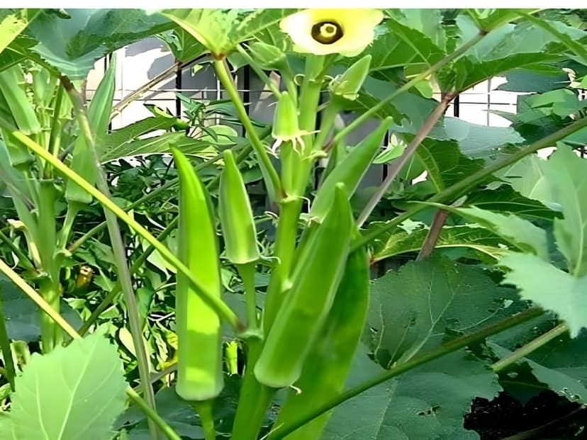 Agro Seeds Ladys Finger (Bhindi) 25 + Seeds Vegetable Seeds for Home Garden, 0rganic & Hybrid, Perfect for Home Gardening, Planting For Pots and Patio view 2