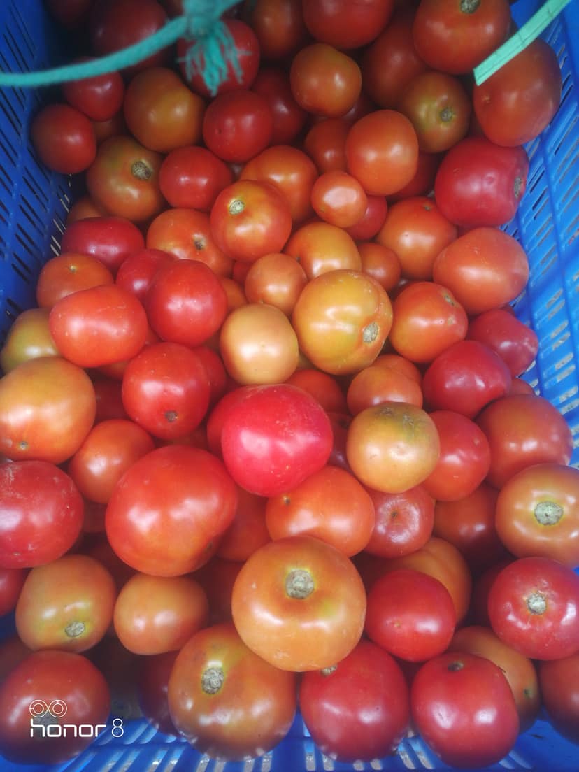 Tamato fresh