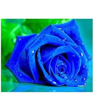 rose flower seed