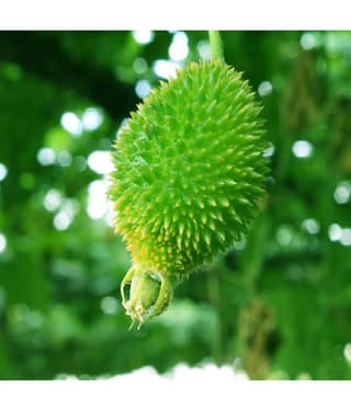 homeagro - Kantola Vegetable ( 20 Seeds )
