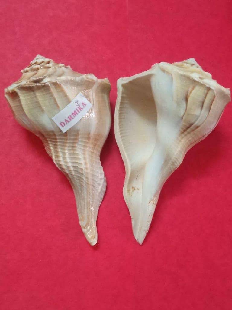 DARMIKA Natural Shell Valampuri Dakshinavarti Shankh (Mixed and Brown, 15-16 cm) -1 qty view 2