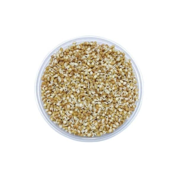 Agrify Fresh Sprout - Matki 250 Gms