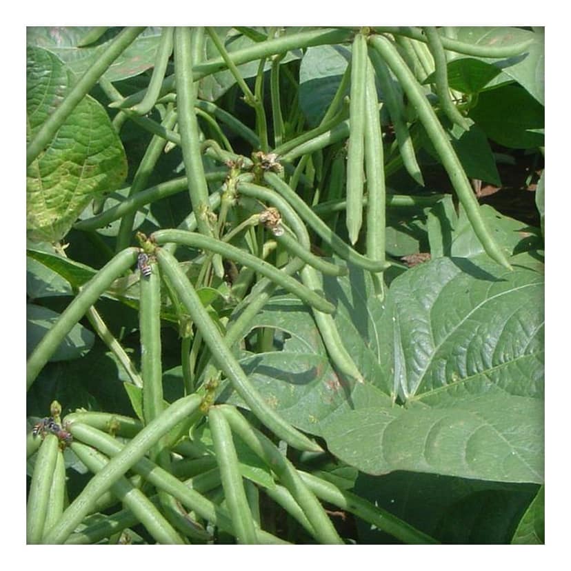 Unpolished Desi Moong Dal - Dhuli (Washed & Split Green Gram) 1 Kg view 4