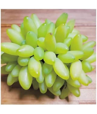 FLARE SEEDS Rare Grapes Fresh Seeds - 50 Seeds