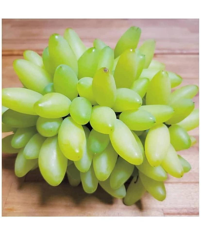 FLARE SEEDS Rare Grapes Fresh Seeds - 50 Seeds