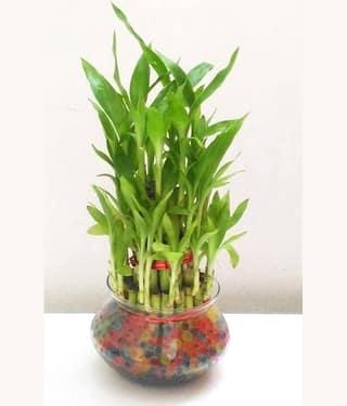 Green plant indoor - Green Wild Artificial Flowers With Pot ( Pack of 1 )